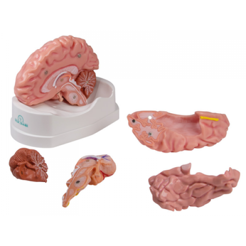 Εκπαιδευτικό Mοντέλο Eγκεφάλου, Φυσικό Μέγεθος, 5 ΤΜΧ