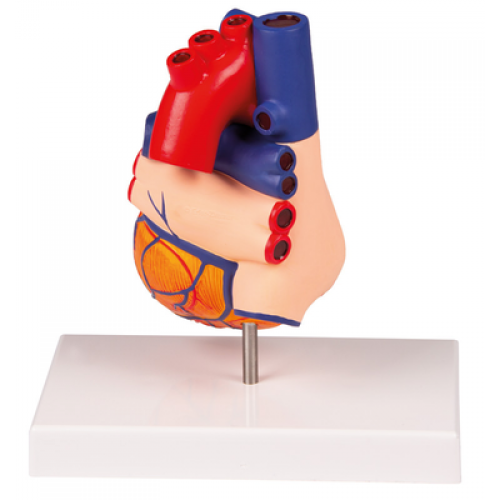 Εκπαιδευτικό Μοντέλο Καρδιάς, Φυσικό Μέγεθος, 2 ΤΜΧ